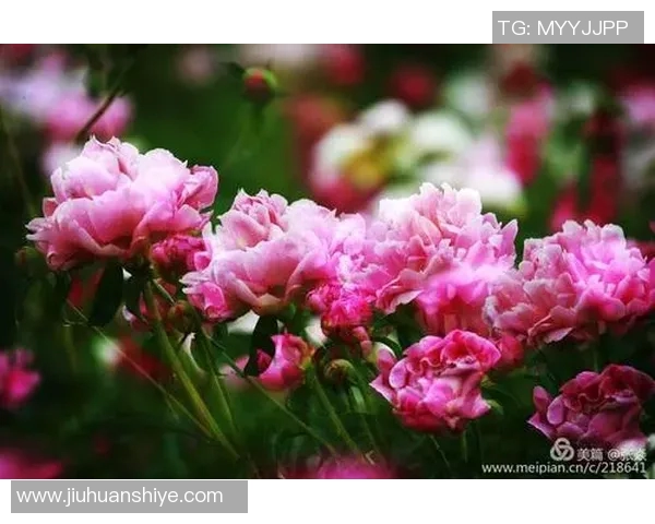 杭州乒乓球队的崛起之路与大满贯梦想的追逐历程